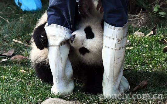 芬兰人为即将抵达的中国大熊猫起好芬兰名字