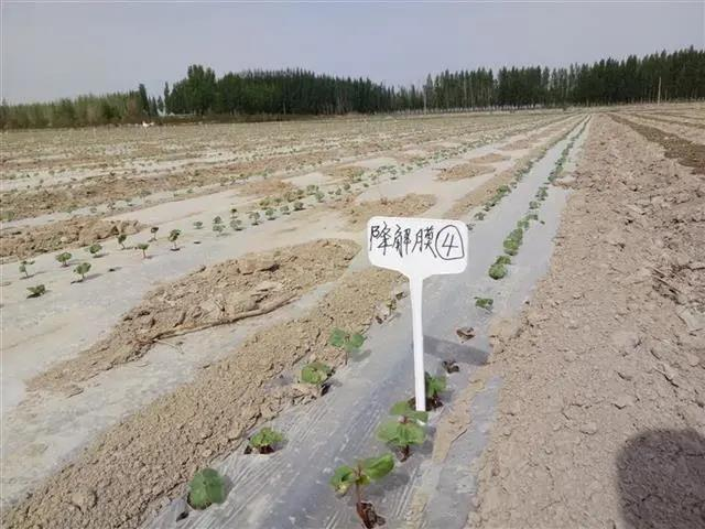 荆门市掇刀区侨属企业光合生物降解农膜驰援新疆，助20万亩棉花春播