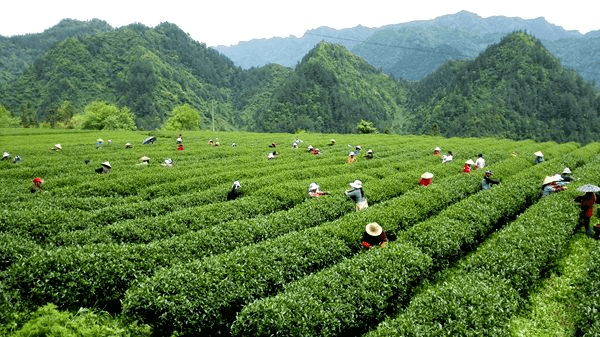 湖北咸丰：农创园台企采茶忙