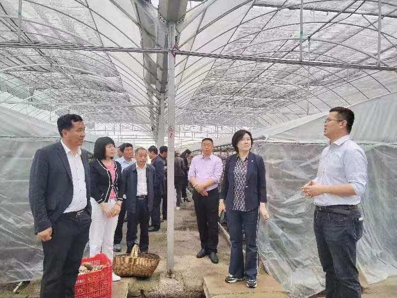 襄阳市侨联乡村振兴工作：学他山之“玉”，谋发展良策