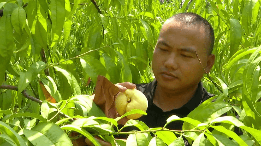 侨界风采│侨眷新农人赋能桃产业  淘出乡村振兴“金”路子 ——记孝昌县丰山镇丰胜村侨眷新农人魏恒