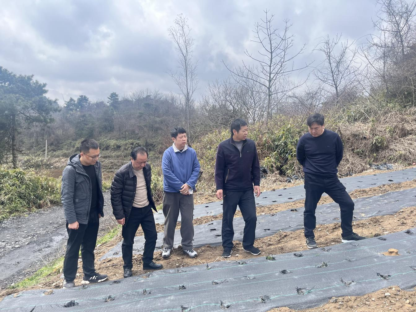 宜昌市侨联牵线搭桥 助力秭归蔓越莓特色产业提质增效